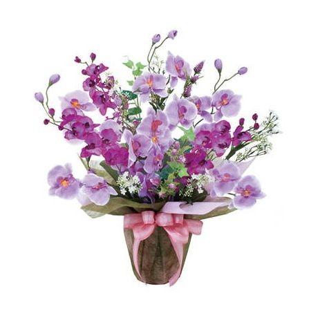 光の園 ツインコチョウラン 319A70ー75 ■同梱不可■ 花 贈り物 ギフト かわいい 豪華 喜ばれる 代引不可