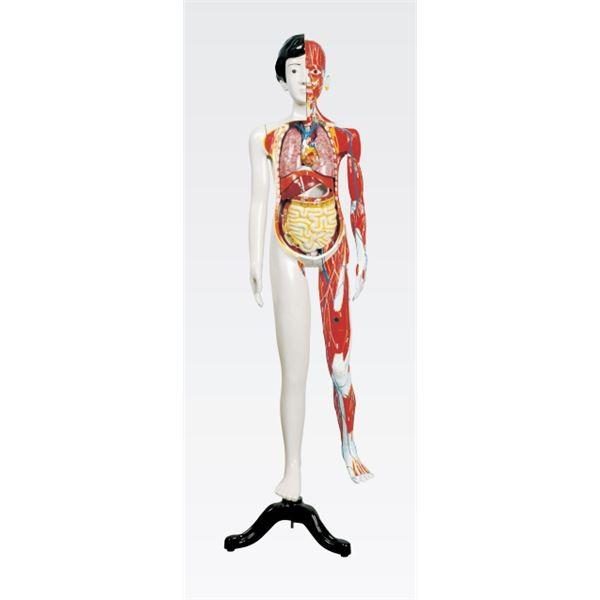 人体解剖模型 〔女／137cm・31分解〕 J-106-1 代引不可