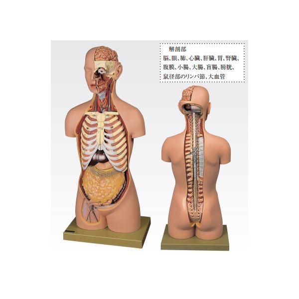 トルソ人体モデル／人体解剖模型 〔20分解〕 主要臓器とりはずし可 J-113-1〔代引不可〕 幼児教育、教材