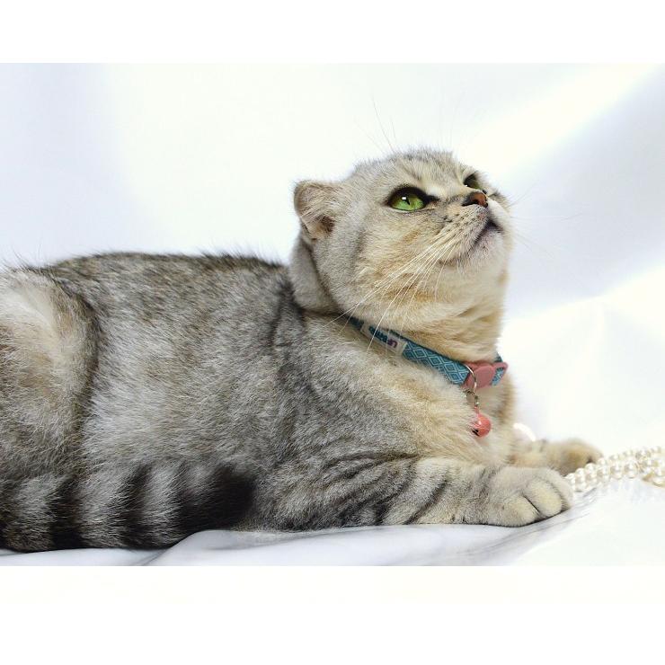 猫 首輪 2本セット ねこ ネコ 安全首輪 セーフティ首輪 かわいい カワイイ 可愛い キャットカラー Xi Uf C012 代引不可 Xi Uf C012 リコメン堂ホームライフ館 通販 Yahoo ショッピング
