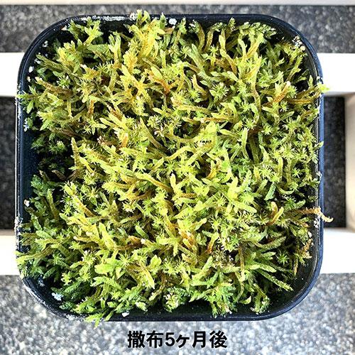 5個セット ビックアロー 乾燥粉末ハイゴケ はいごけサッサ bigarrow-haigokeX5 ホビー 代引不可_3