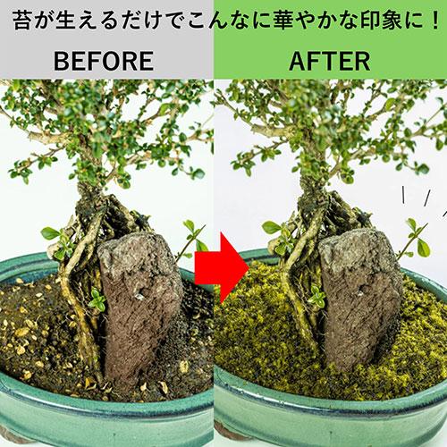 5個セット ビックアロー 乾燥粉末ハイゴケ はいごけサッサ bigarrow-haigokeX5 ホビー 代引不可_5