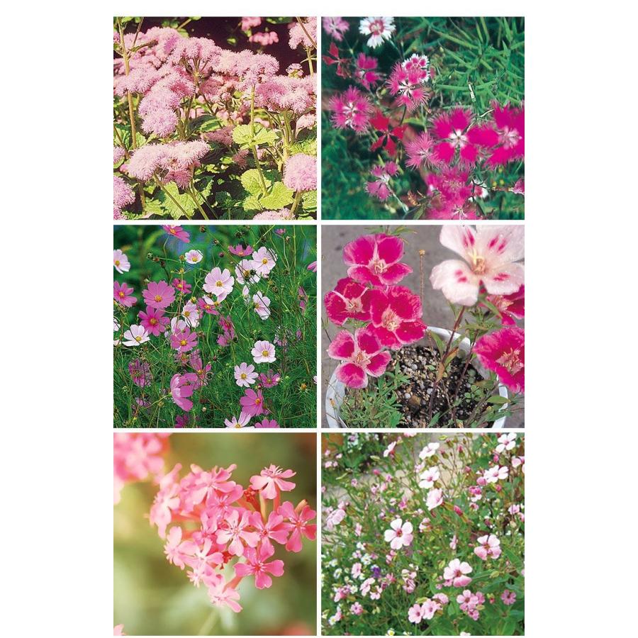 アーネスト フラワリーランド 1パック 花の種 ブレンド ミックス 30種類 園芸 ガーデニング 簡単 鉢植え 地植え 代引不可 メール便 ゆうパケット Nf リコメン堂生活館 通販 Yahoo ショッピング