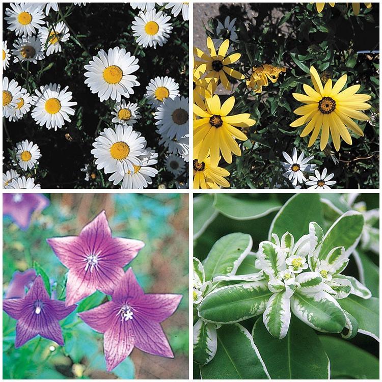 アーネスト フラワリーランド 1パック 花の種 ブレンド ミックス 30種類 園芸 ガーデニング 簡単 鉢植え 地植え 代引不可 メール便 ゆうパケット Nf リコメン堂生活館 通販 Yahoo ショッピング