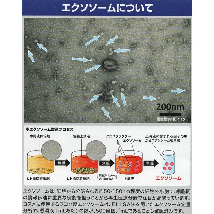 5％OFF国産ヒト幹細胞SCJエクソソーム配合 ローション2本