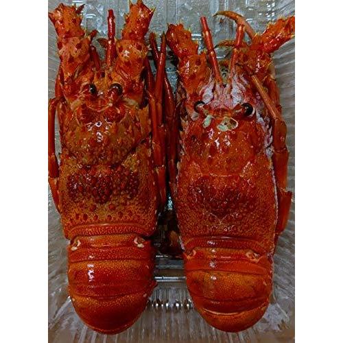 ロブスター 冷凍 香味焼 S 丸 S 10尾 8箱 尾約100 130ｇ