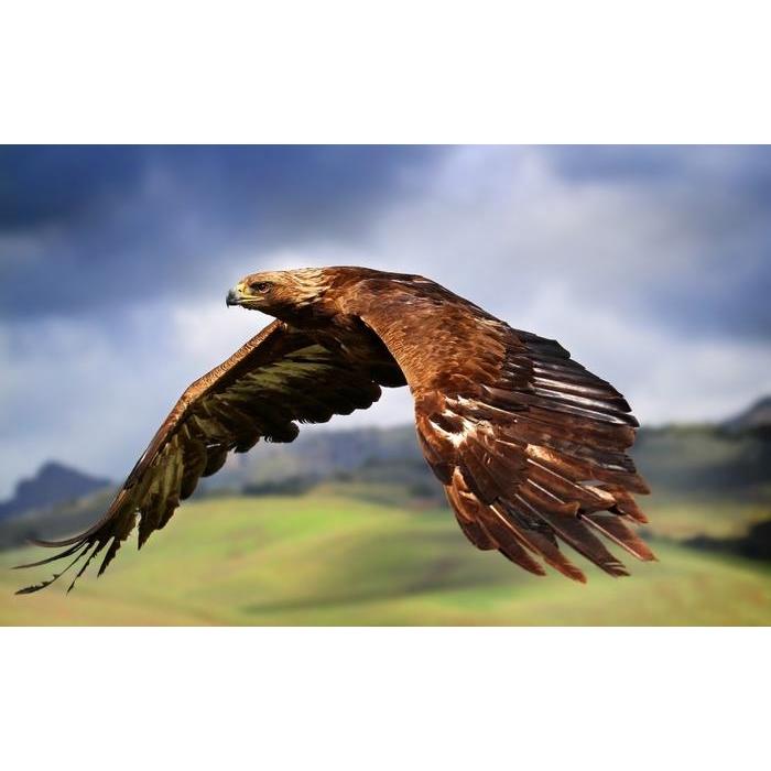 絵画風 壁紙ポスター イヌワシ 犬鷲 イーグル 鷲 鳥 キャラクロ Begl 006w2 ワイド版 603mm 376mm Begl 006w2 レアルインターショップ 通販 Yahoo ショッピング