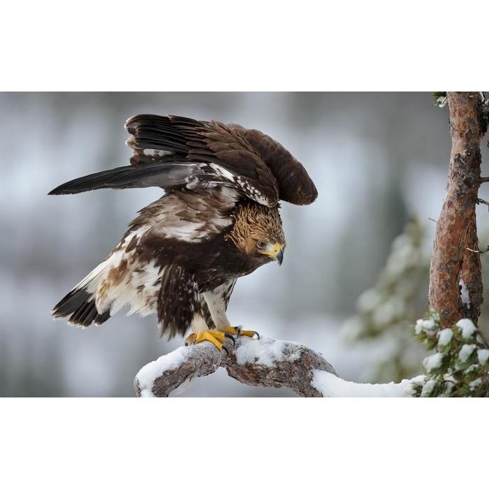 絵画風 壁紙ポスター イヌワシ 犬鷲 イーグル 鷲 鳥 キャラクロ Begl 007w2 ワイド版 603mm 376mm Begl 007w2 レアルインターショップ 通販 Yahoo ショッピング