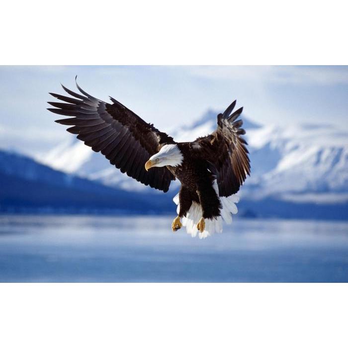 超BIG＞白頭鷲 | 鷲/Eagle | PazuMe