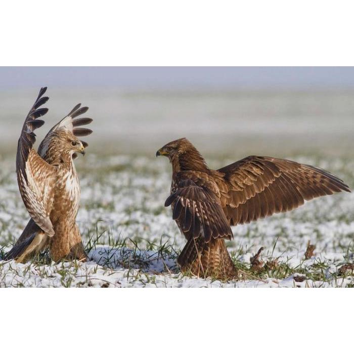 絵画風 壁紙ポスター クマタカのお見合い 熊鷹 タカ 鷹 Hawk 鳥 キャラクロ Bhwk 004w1 ワイド版 921mm 576mm Bhwk 004w1 レアルインターショップ 通販 Yahoo ショッピング