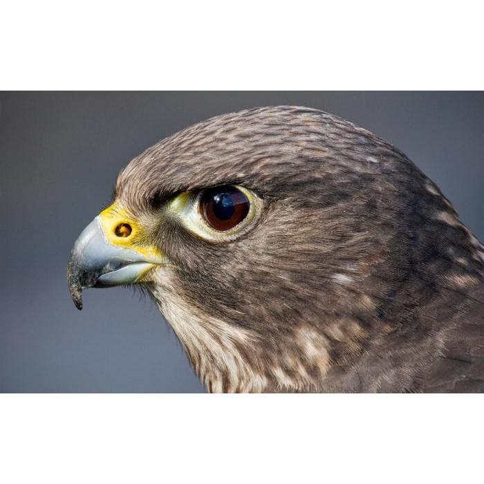 絵画風 壁紙ポスター ハヤブサ 隼 クローズアップ 鳥 キャラクロ Bhwk 005w2 ワイド版 603mm 376mm Bhwk 005w2 レアルインターショップ 通販 Yahoo ショッピング