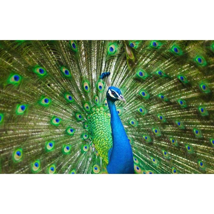 絵画風 壁紙ポスター クジャクの飾り羽 孔雀 クジャク 芸術の羽 青緑 藍色 鳥 キャラクロ Bkjk 004w1 ワイド版 921mm 576mm Bkjk 004w1 レアルインターショップ 通販 Yahoo ショッピング