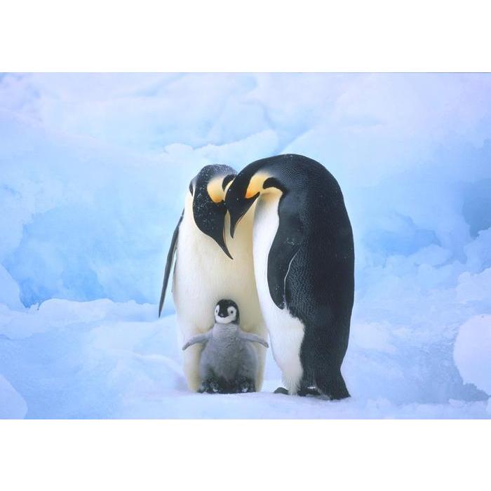絵画風 壁紙ポスター ペンギンの家族 コウテイペンギン 南極大陸 鳥 キャラクロ Bpng 002a1 A1版 0mm 585mm Bpng 002a1 レアルインターショップ 通販 Yahoo ショッピング