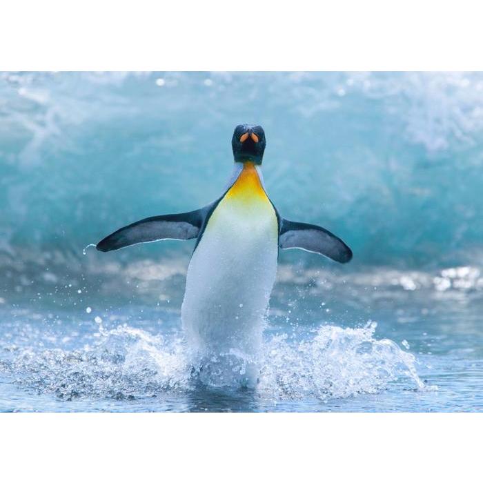 絵画風 壁紙ポスター (はがせるシール式) ペンギンのダンス コウテイペンギン 南極大陸 鳥 キャラクロ BPNG-003A2(A2版 594mm×420mm)<日本製> :bpng-003a2:レアルインターショップ 通販 建築知識 ペンギン様専用