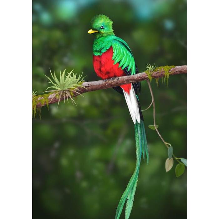 絵画風 壁紙ポスター ケツァール 世界一美しい鳥 幻の鳥 コスタリカ 鳥 キャラクロ Bqtl 002a2 版 4mm 594mm Bqtl 002a2 レアルインターショップ 通販 Yahoo ショッピング