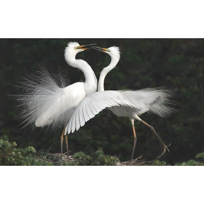 絵画風 壁紙ポスター ツルの社交ダンス タンチョウ ツル 鶴 鳥 キャラクロ Btsl 002w1 ワイド版 921mm 576mm Btsl 002w1 レアルインターショップ 通販 Yahoo ショッピング