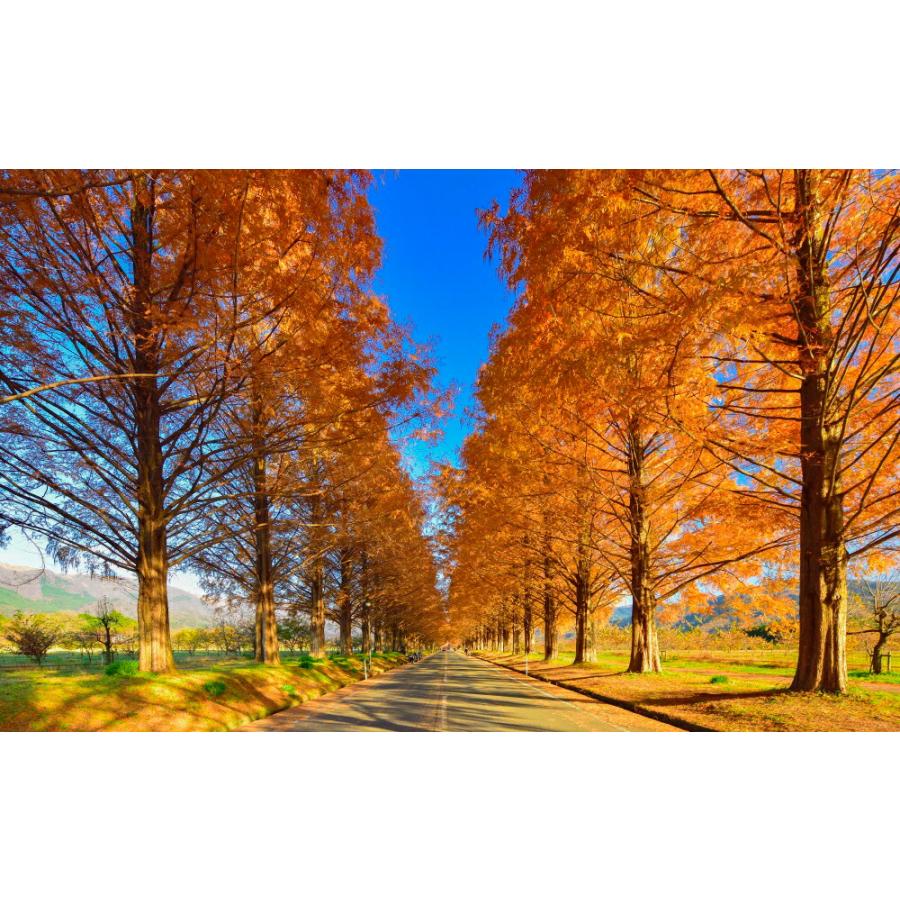 絵画風 壁紙ポスター 地球の撮り方 どこまでも続く並木道 メタセコイア並木の紅葉 日本街路樹百景 滋賀県高島市 C Zjp 043w1 ワイド版 921mm 576mm C Zjp 043w1 レアルインターショップ 通販 Yahoo ショッピング