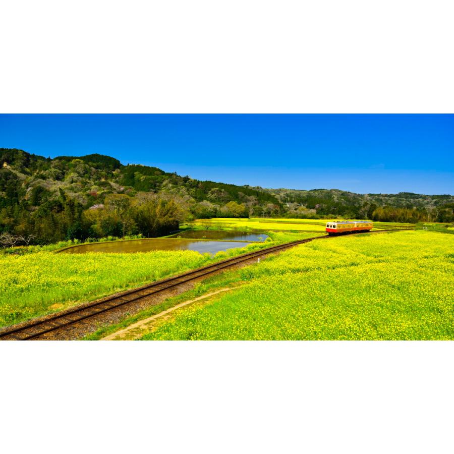 絵画風 壁紙ポスター 地球の撮り方 小湊鉄道の菜の花畑を走るトロッコ列車 千葉県市原市 パノラマ 日本の絶景 キャラクロ C Zjp 081s1 1152mm 576mm C Zjp 081s1 レアルインターショップ 通販 Yahoo ショッピング