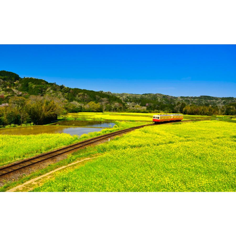 絵画風 壁紙ポスター 地球の撮り方 小湊鉄道の菜の花畑を走るトロッコ列車 千葉県市原市 日本の絶景 キャラクロ C Zjp 081w2 ワイド版 603mm 376mm C Zjp 081w2 レアルインターショップ 通販 Yahoo ショッピング