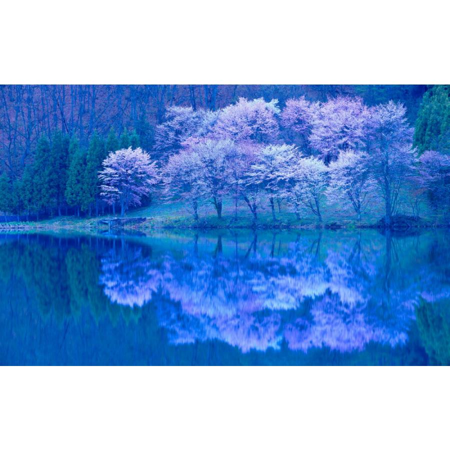 絵画風 壁紙ポスター 地球の撮り方 月光に映る中綱湖の逆さ桜と青木湖の一本桜 長野県大町市 日本の絶景 キャラクロ C Zjp 092w2 ワイド版 603mm 376mm C Zjp 092w2 レアルインターショップ 通販 Yahoo ショッピング