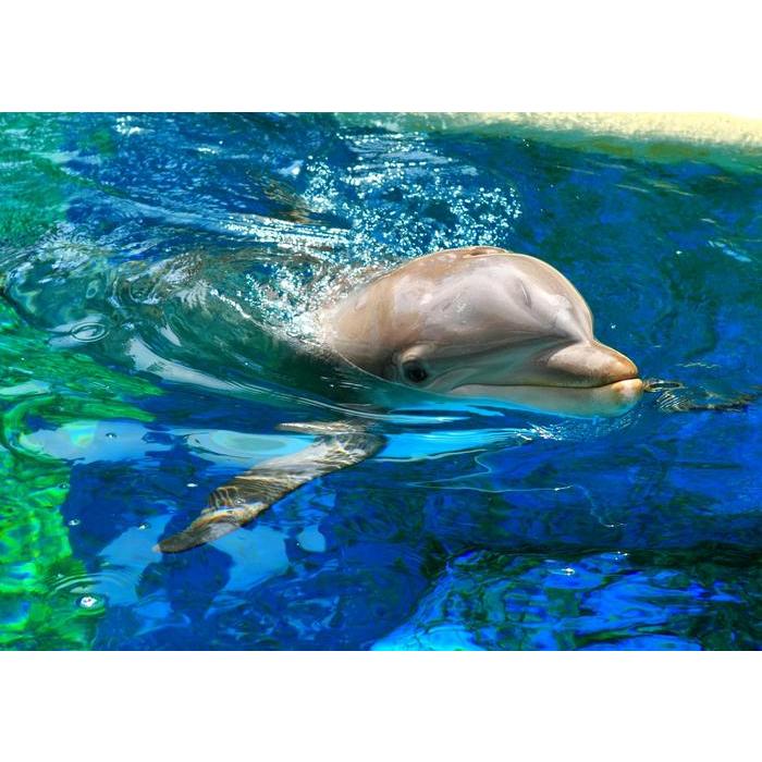 絵画風 壁紙ポスター はがせるシール式 イルカ 水面アップ ドルフィン 海 キャラクロ Dlp 002a1 A1版 0mm 585mm 日本製 Dlp 002a1 レアルインターショップ 通販 Yahoo ショッピング