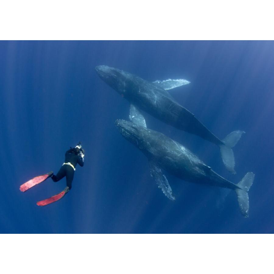 絵画風 壁紙ポスター (はがせるシール式) ダイビング クジラ