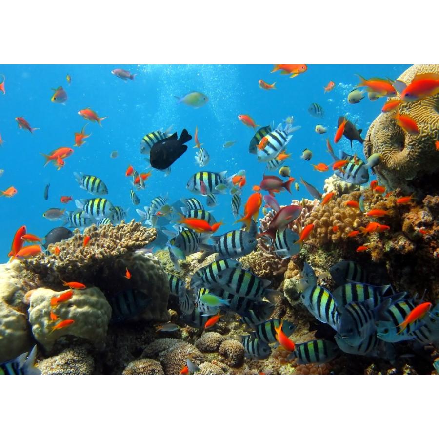 絵画風 壁紙ポスター ダイビング サンゴ礁 熱帯魚 深海 海 キャラクロ Dvg 007a1 A1版 0mm 585mm Dvg 007a1 レアルインターショップ 通販 Yahoo ショッピング