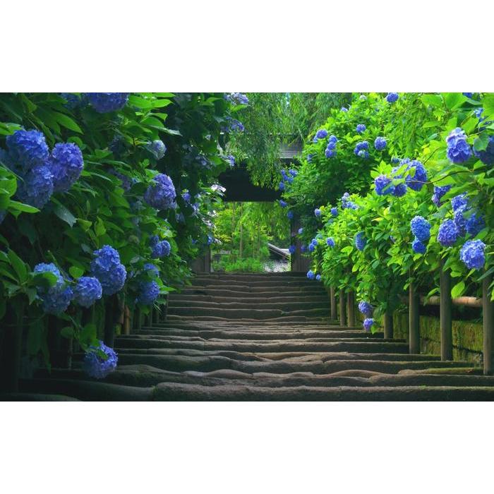 絵画風 壁紙ポスター あじさい寺 鎌倉 明月院 紫陽花の門 アジサイ 花 キャラクロ Fajs 007w1 ワイド版 921mm 576mm Fajs 007w1 レアルインターショップ 通販 Yahoo ショッピング