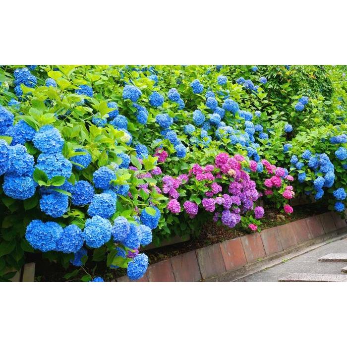 絵画風 壁紙ポスター アジサイ 紫陽花 善峯寺 京都洛西のあじさいの名所 花 キャラクロ Fajs 010w2 ワイド版 603mm 376mm Fajs 010w2 レアルインターショップ 通販 Yahoo ショッピング