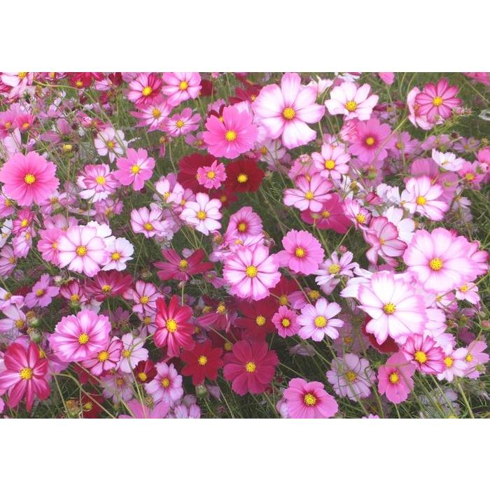 絵画風 壁紙ポスター コスモス 秋桜 アキザクラ ピンク ホワイト フラワー 花 キャラクロ Fcms 007a1 A1版 830mm 585mm Fcms 007a1 レアルインターショップ 通販 Yahoo ショッピング