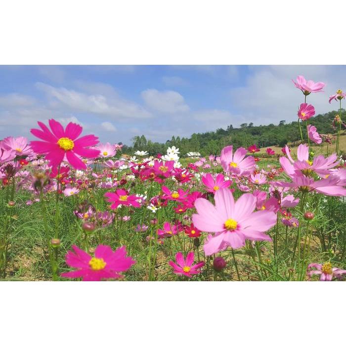 絵画風 壁紙ポスター (はがせるシール式) コスモス 秋桜