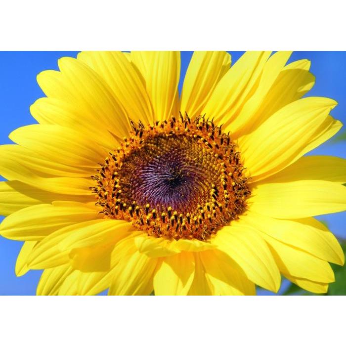 ひまわり)山形花笠シール付き2個シール無し3個　合計5個 ひまわり様専用)山形花笠シール付き2個シール無し3個 合計5個