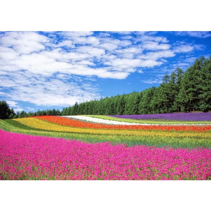 絵画風 壁紙ポスター 花畑 ラベンダー ポピー 小町草 富良野 北海道 キャラクロ Flgd 001a1 A1版 0mm 585mm Flgd 001a1 レアルインターショップ 通販 Yahoo ショッピング