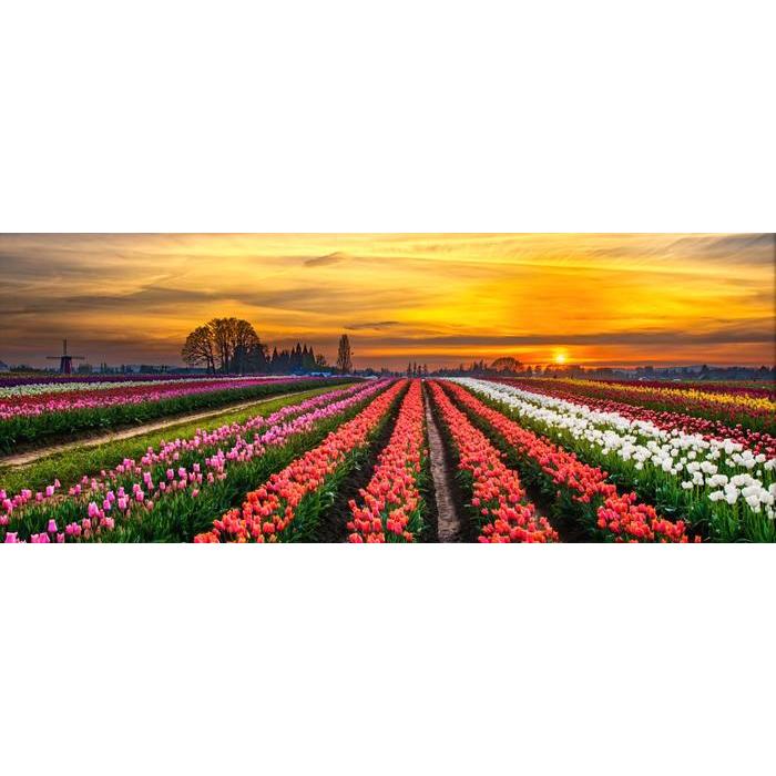 絵画風 壁紙ポスター 夕焼けのチューリップ畑 サンセット チューリップガーデン パノラマ 花畑 夕陽 キャラクロ Flgd 101p1 パノラマ版 1440mm 576mm Flgd 101p1 レアルインターショップ 通販 Yahoo ショッピング