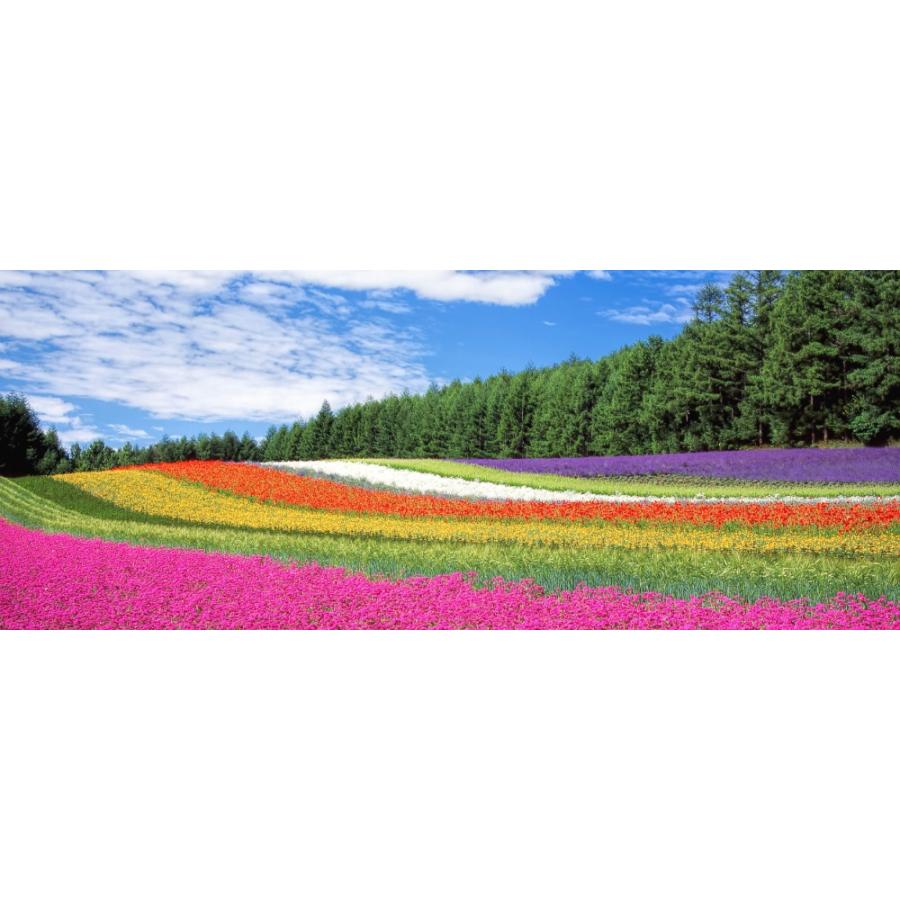 絵画風 壁紙ポスター 花畑 ラベンダー ポピー 小町草 富良野 北海道 パノラマ キャラクロ Flgd 102p1 パノラマ版 1440mm 576mm Flgd 102p1 レアルインターショップ 通販 Yahoo ショッピング