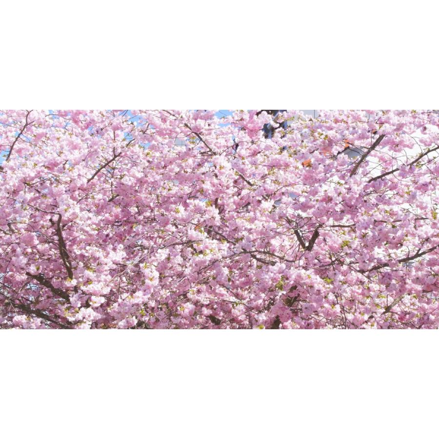 【パノラマ窓仕様】満開のさくら 桜の景色 八重桜 サクラ 開花 壁紙ポスター 絵画風 壁紙ポスター (はがせるシール式) 満開のさくら 桜 八重桜