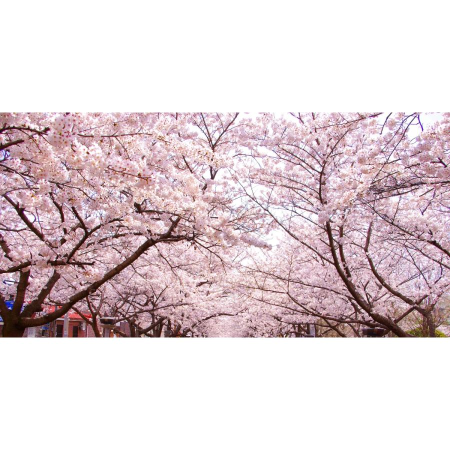 絵画風 壁紙ポスター さくらの開花 春の景色 桜の木 サクラ 八重桜 ソメイヨシノ キャラクロ Fskr 025s1 1152mm 576mm Fskr 025s1 レアルインターショップ 通販 Yahoo ショッピング