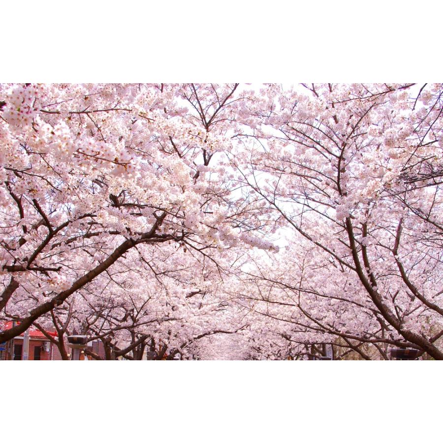 絵画風 壁紙ポスター はがせるシール式 さくらの開花 春 桜の木 サクラ 八重桜 ソメイヨシノ キャラクロ Fskr 025w1 ワイド版 921mm 576mm 日本製 Fskr 025w1 レアルインターショップ 通販 Yahoo ショッピング