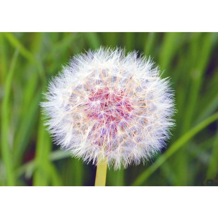 絵画風 壁紙ポスター タンポポの花 たんぽぽ 蒲公英 ツヅミグサ 鼓草 フヂナ タナ 花 キャラクロ Ftpp 003a1 A1版 0mm 585mm Ftpp 003a1 レアルインターショップ 通販 Yahoo ショッピング