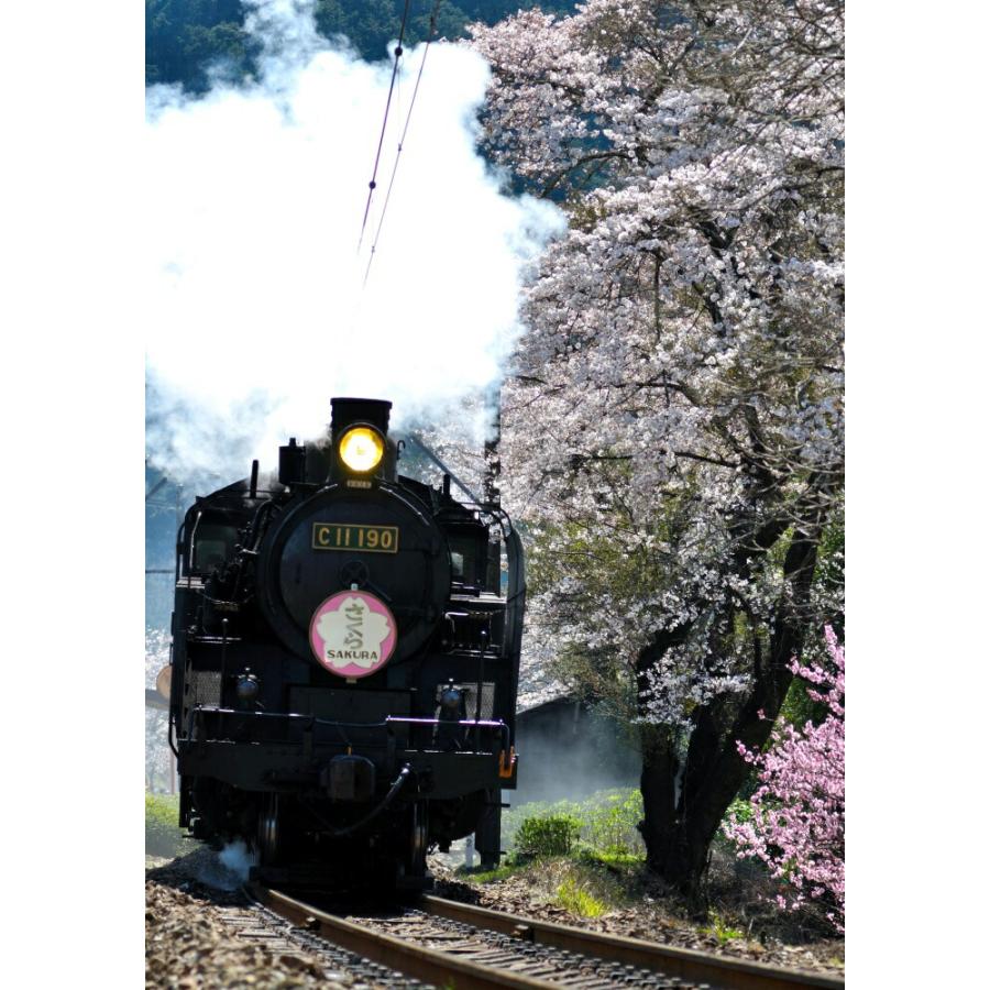 絵画風 壁紙ポスター (はがせるシール式) 蒸気機関車 SL C11 SLさくら