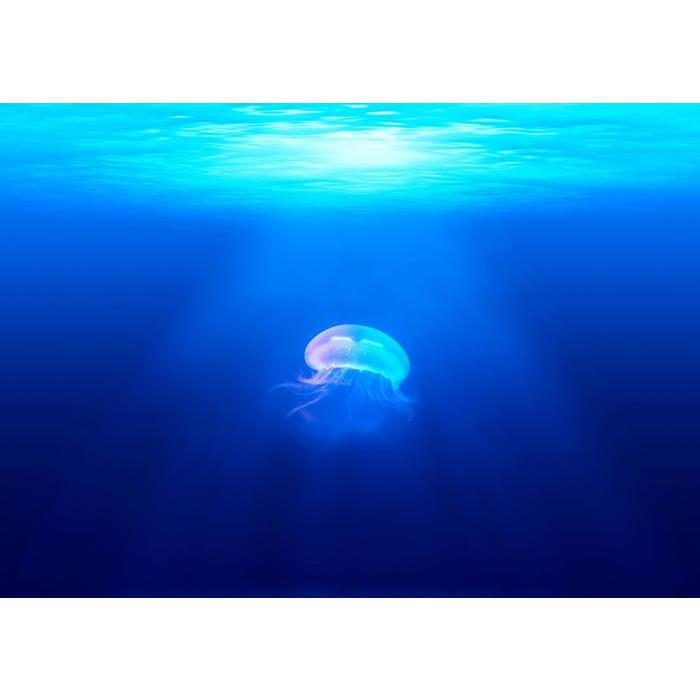 絵画風 壁紙ポスター クラゲ オワンクラゲ 太陽光線 刺胞動物 ゼリーフィッシュ 海 キャラクロ Jlfs 001a2 版 594mm 4mm Jlfs 001a2 レアルインターショップ 通販 Yahoo ショッピング