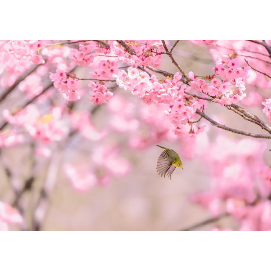 絵画風 壁紙ポスター はがせるシール式 ヨウコウザクラの蜜を求めて花から花え飛び回るメジロ キャラクロ M Bmjr 002a1 A1版 0mm 585mm 日本製 M Bmjr 002a1 レアルインターショップ 通販 Yahoo ショッピング