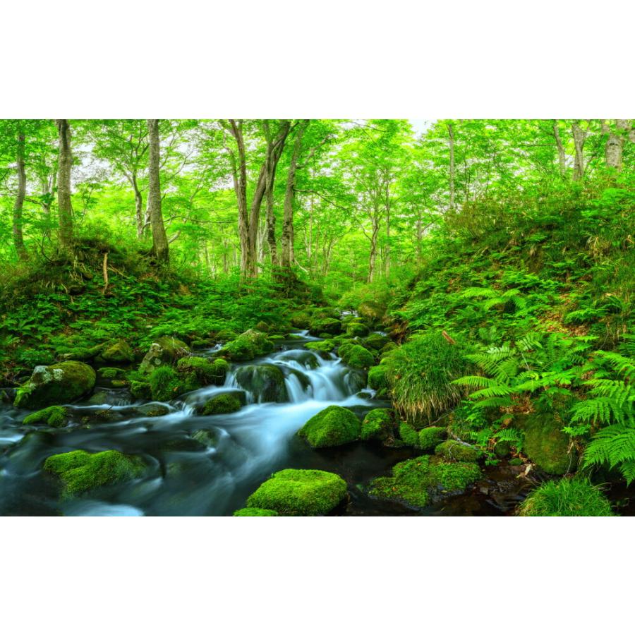 絵画風 壁紙ポスター 鳥海山のブナの森 渓流 森林浴 縄文文化のふるさと 鳥海国定公園 山形県 秋田県 キャラクロ M Snr 001w1 ワイド版 921mm 576mm M Snr 001w1 レアルインターショップ 通販 Yahoo ショッピング