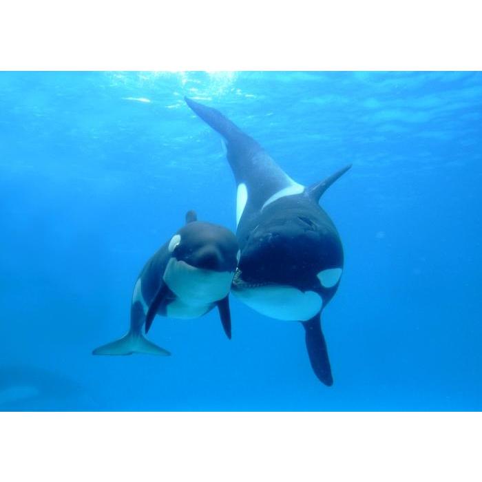 絵画風 壁紙ポスター (はがせるシール式) シャチ オルカ 親子 海