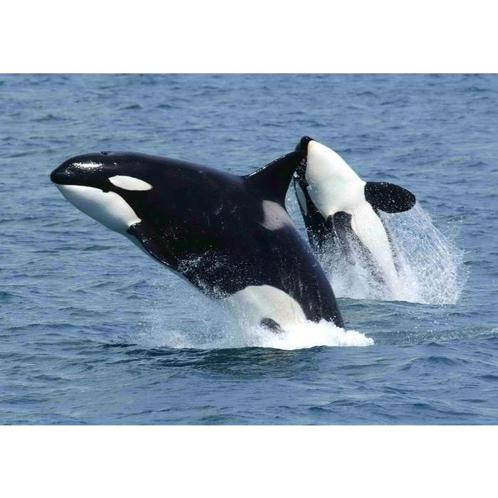 絵画風 壁紙ポスター (はがせるシール式) シャチ オルカ 親子ジャンプ