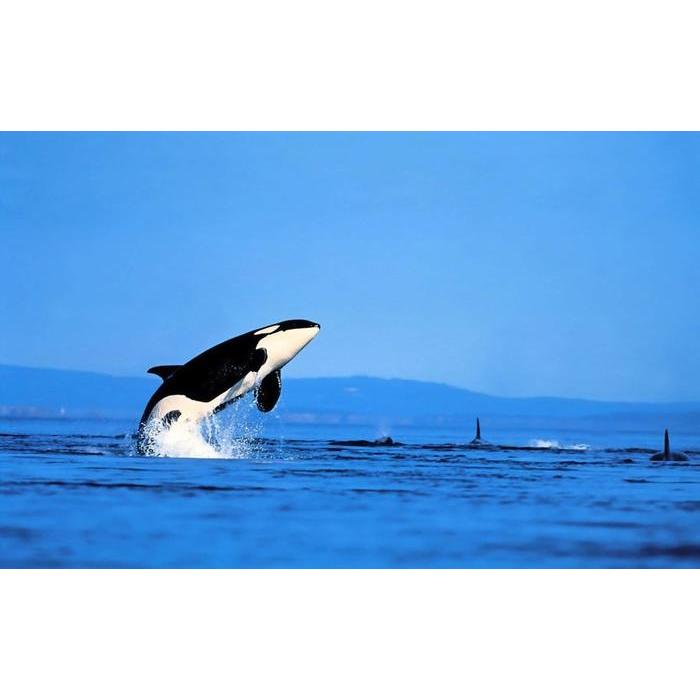 ジャン＝クロード・シェネ、【黄色いバラ】、希少な額装用画集より ジャン＝クロード・シェネ、【黄色いバラ】、希少な額装用画集
