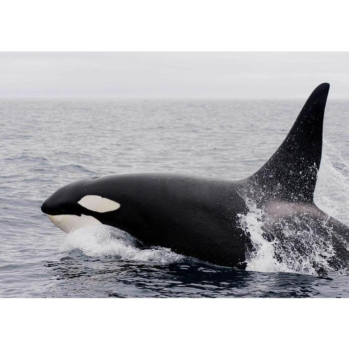 絵画風 壁紙ポスター 海の王者 シャチ 最強捕食者 オルカの勇姿 アラスカ沖 グランパス Killer Whale 海 キャラクロ Orca 011a1 A1版 0mm 585mm Orca 011a1 レアルインターショップ 通販 Yahoo ショッピング