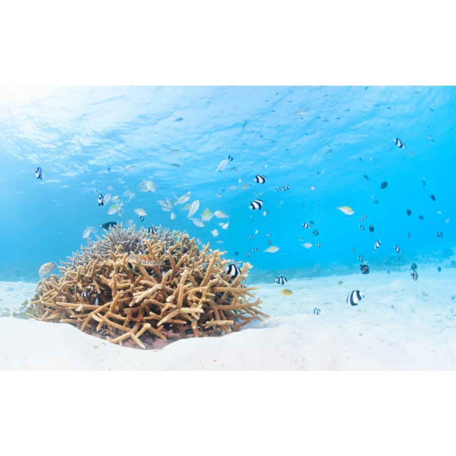 円池茂、【新緑のサンジェルマンデプレ】、希少な大判額装用画集より 池茂、【新緑のサンジェルマンデプレ】、希少な大判額装用画集より