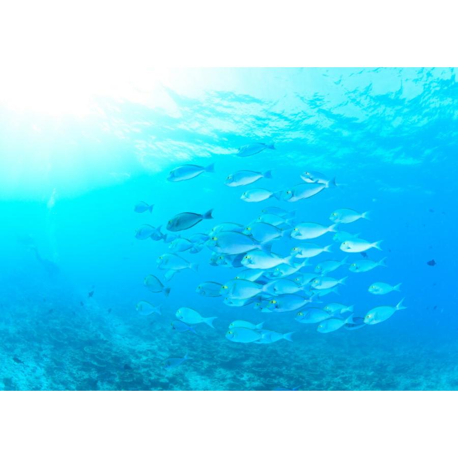 絵画風 壁紙ポスター はがせるシール式 優雅に泳ぐテングハギの群れ モルディブ 水中写真家 茂野優太 キャラクロ S Uwh 004a2 版 594mm 4mm S Uwh 004a2 レアルインターショップ 通販 Yahoo ショッピング