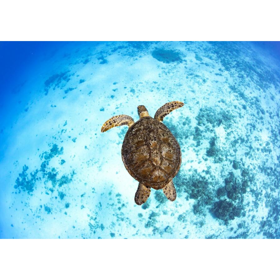 絵画風 壁紙ポスター まだ見たことのない世界 大海原をはばたくアオウミガメ ケラマブルー 慶良間諸島 茂野優太 S Uwh 006a2 版 594mm 4mm S Uwh 006a2 レアルインターショップ 通販 Yahoo ショッピング